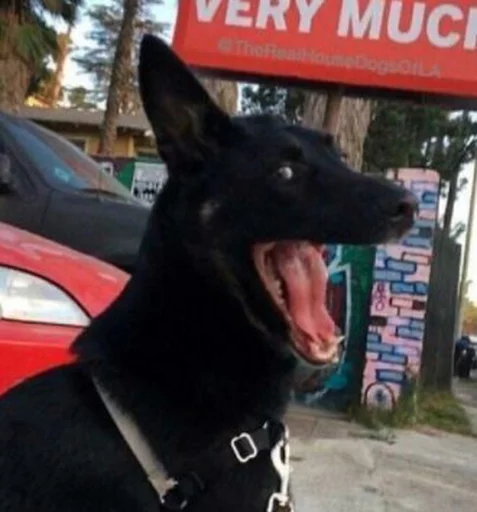 doggos sticker 11
