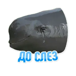 Дельфин под спайсом sticker 3