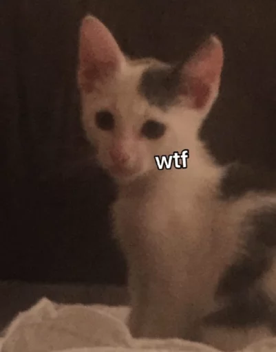 Dorlas ed i suoi gatti disagiati sticker 2