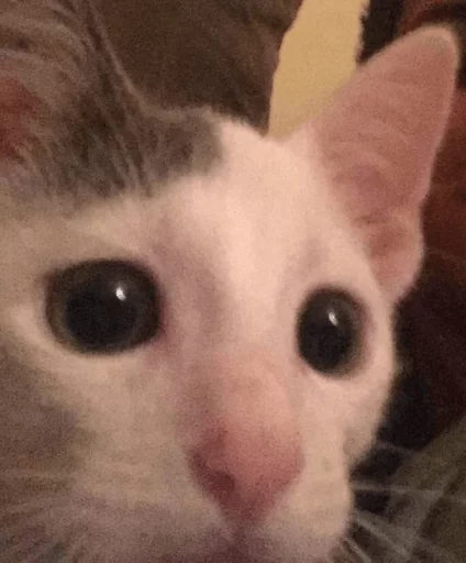 Dorlas ed i suoi gatti disagiati sticker 4