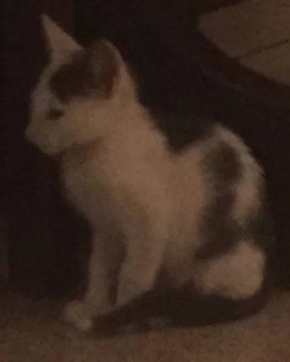 Dorlas ed i suoi gatti disagiati sticker 5