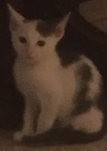 Dorlas ed i suoi gatti disagiati sticker 6