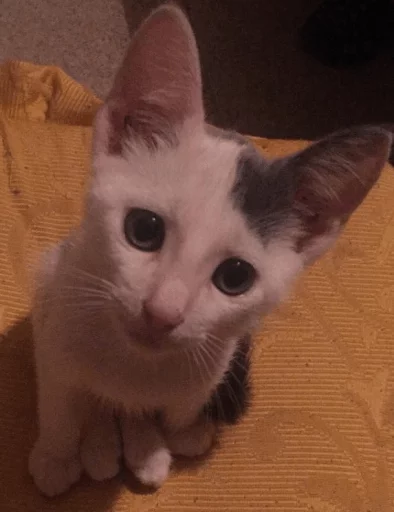 Dorlas ed i suoi gatti disagiati sticker 7