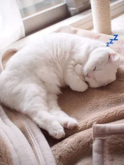 Спящие котики на каждый день Telegram sticker pack