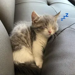 Спящие котики на каждый день sticker 2