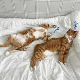 Спящие котики на каждый день sticker 3
