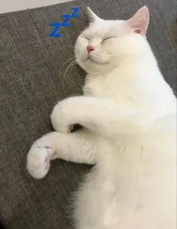 Спящие котики на каждый день sticker 5