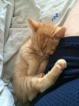 Спящие котики на каждый день sticker 7