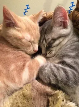 Спящие котики на каждый день sticker 8