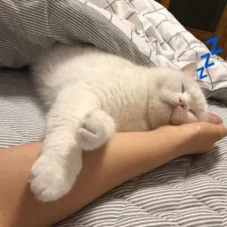 Спящие котики на каждый день sticker 9