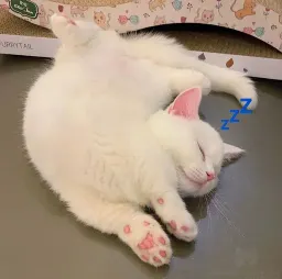 Спящие котики на каждый день sticker 10