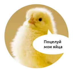 Злые зверята by @DGStickers sticker 2