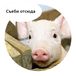 Злые зверята by @DGStickers sticker 6