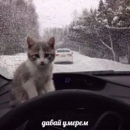 Разрывные котята Telegram sticker pack