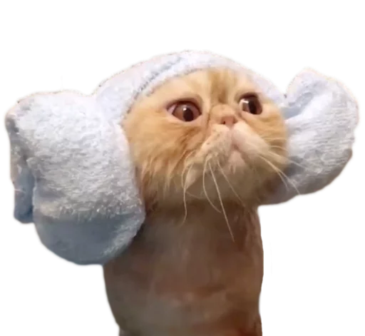 myCats sticker 11