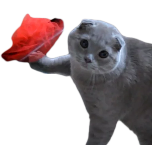 myCats sticker 12