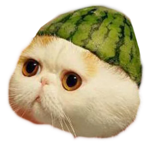 myCats sticker 4