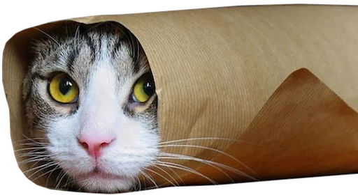 myCats sticker 7