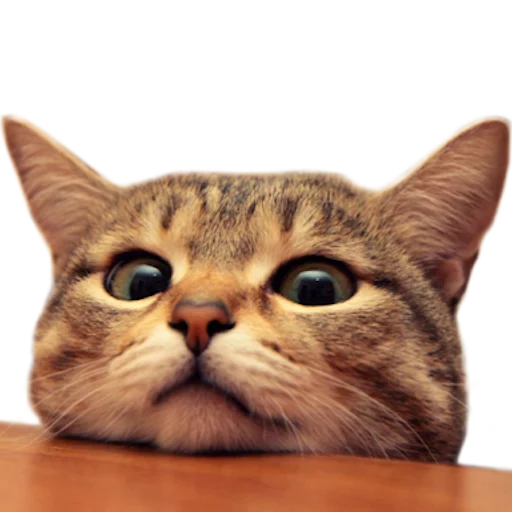 myCats sticker 9