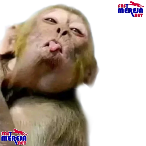 Fastmereja sticker 5