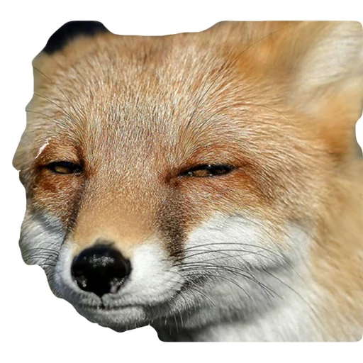 Fataler's Pack sticker 8