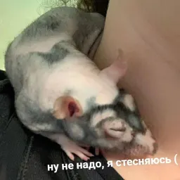 Пушистые мемы sticker 10