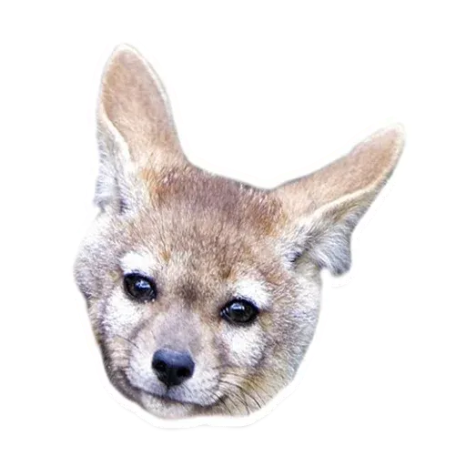 foksy_vk sticker 45