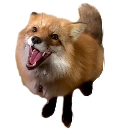 fop2 Telegram sticker pack