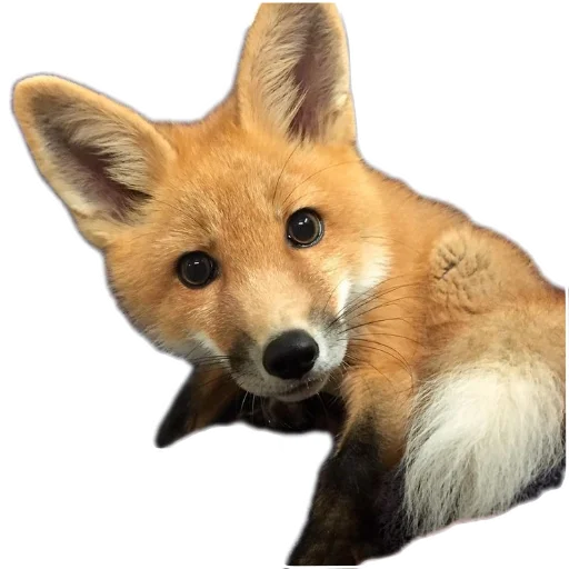 fop2 sticker 2