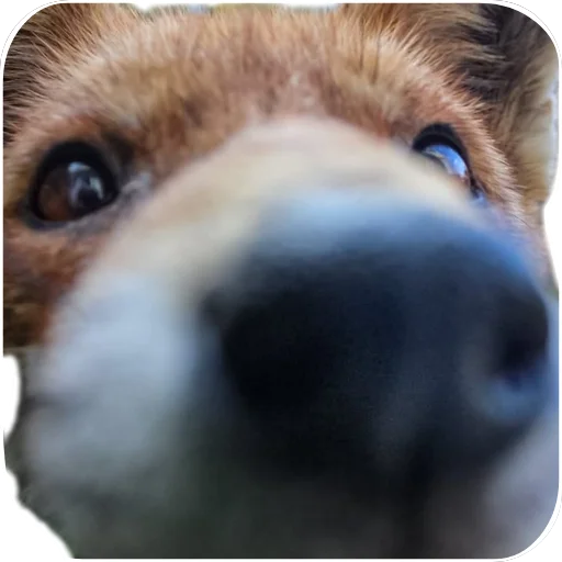 fop2 sticker 11