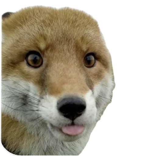 fop2 sticker 12