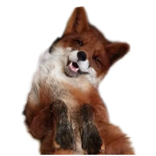 fop2 sticker 3