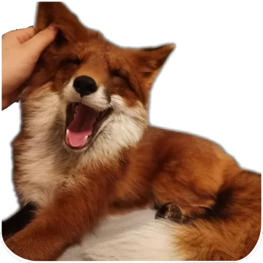 fop2 sticker 4