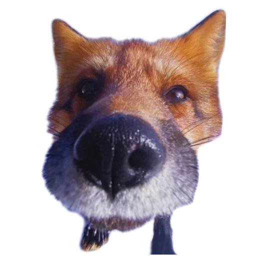 fop2 sticker 5