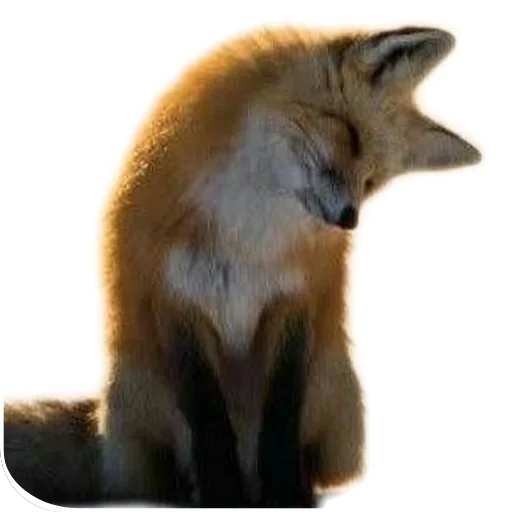 fop2 sticker 6