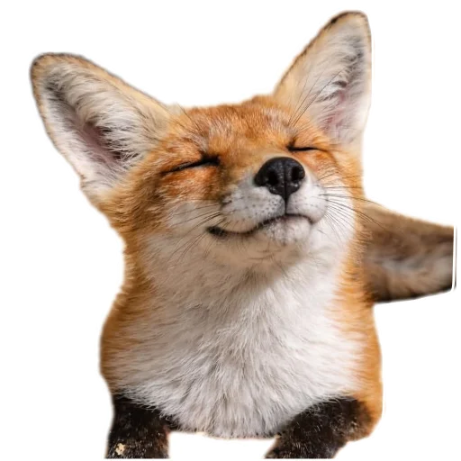 fop2 sticker 7