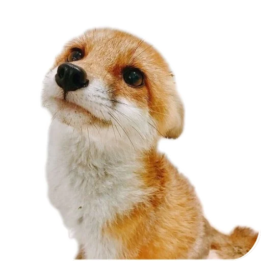 fop2 sticker 8