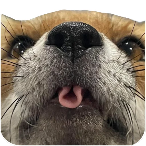 fop2 sticker 9