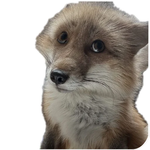 fop2 sticker 10