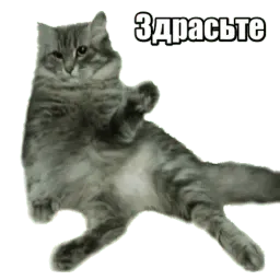 40 кошек Telegram sticker pack