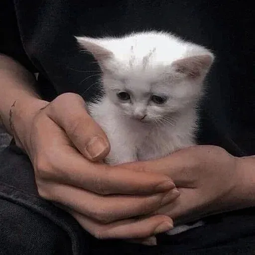Catto sticker 11