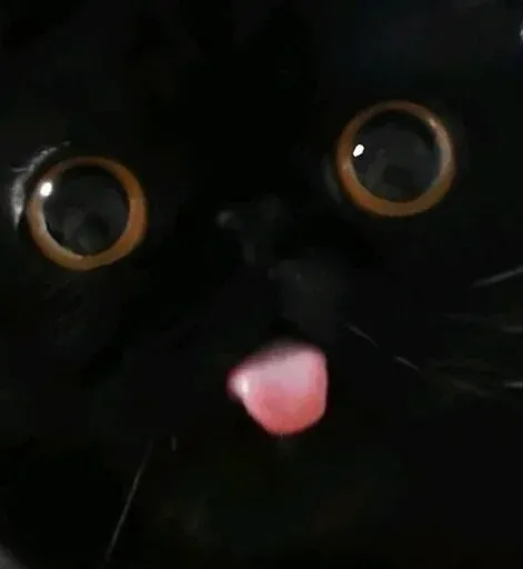 Catto sticker 103