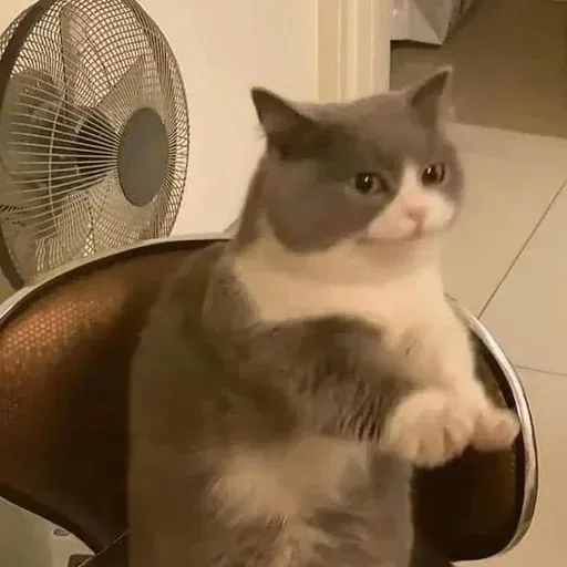 Catto sticker 13