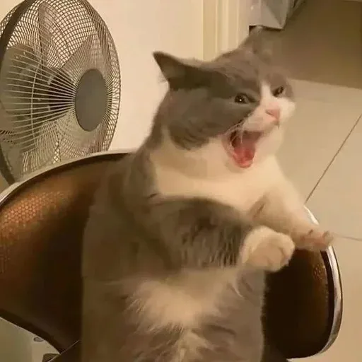 Catto sticker 14