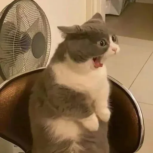 Catto sticker 15