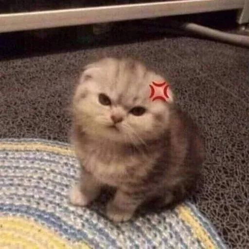 Catto sticker 27