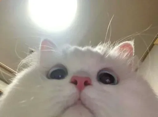 Catto sticker 32