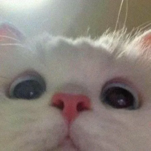 Catto sticker 33