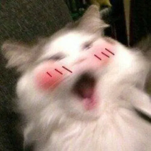 Catto sticker 37