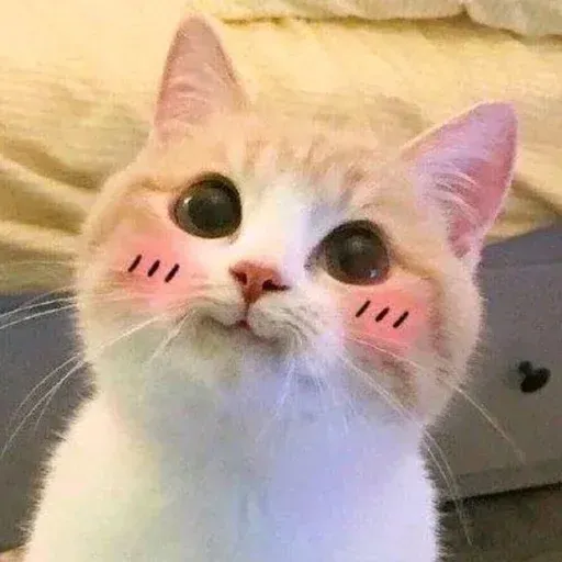 Catto sticker 38
